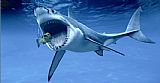 Sea Life Famous Paintings - Shark